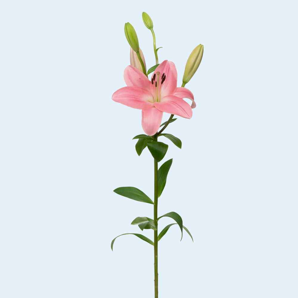 Light Pink Oriental Lilies