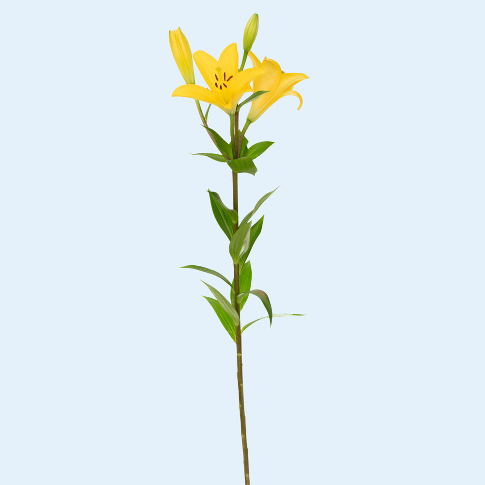 Yellow Oriental Lily