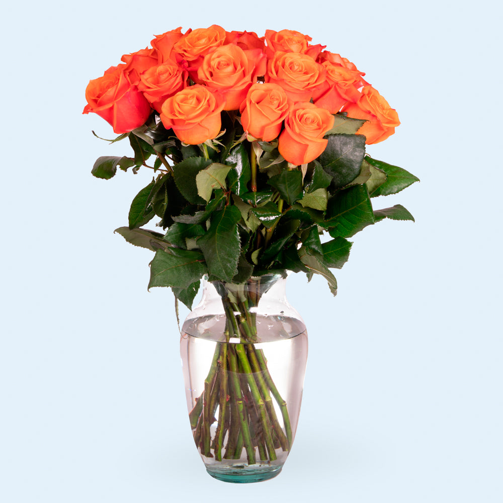 Orange Roses