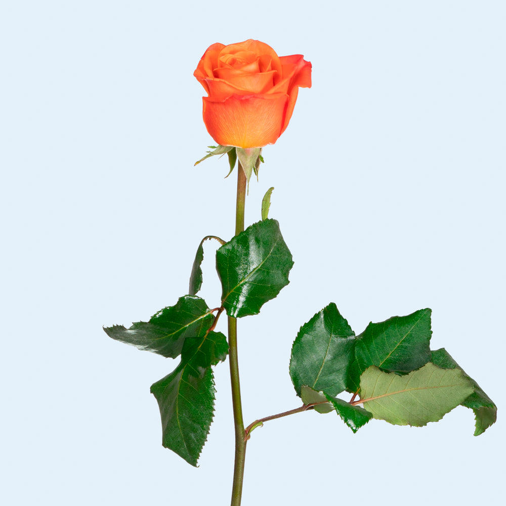 Orange Roses