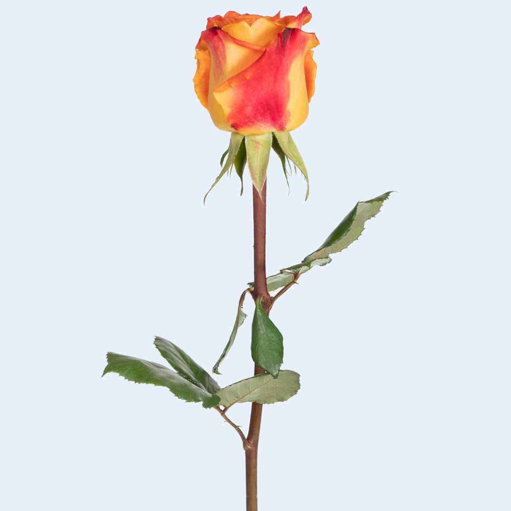 High and Magic Rose