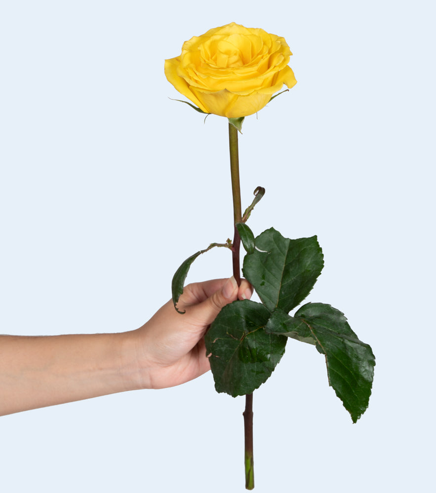 Yellow Roses