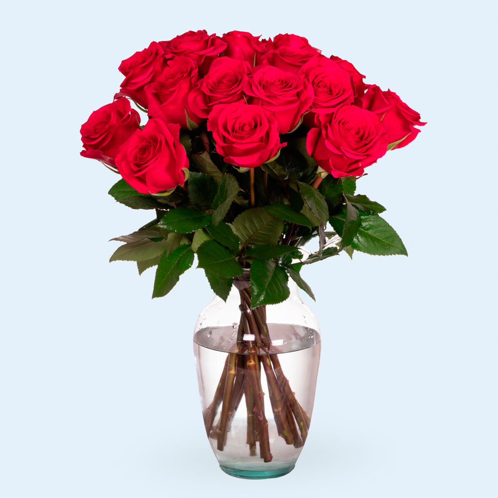 Hot Pink Roses