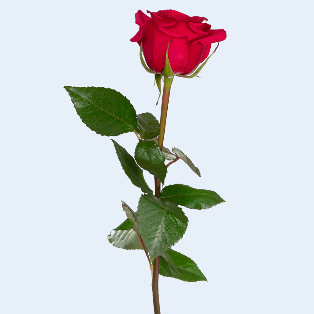 Hot Pink Roses