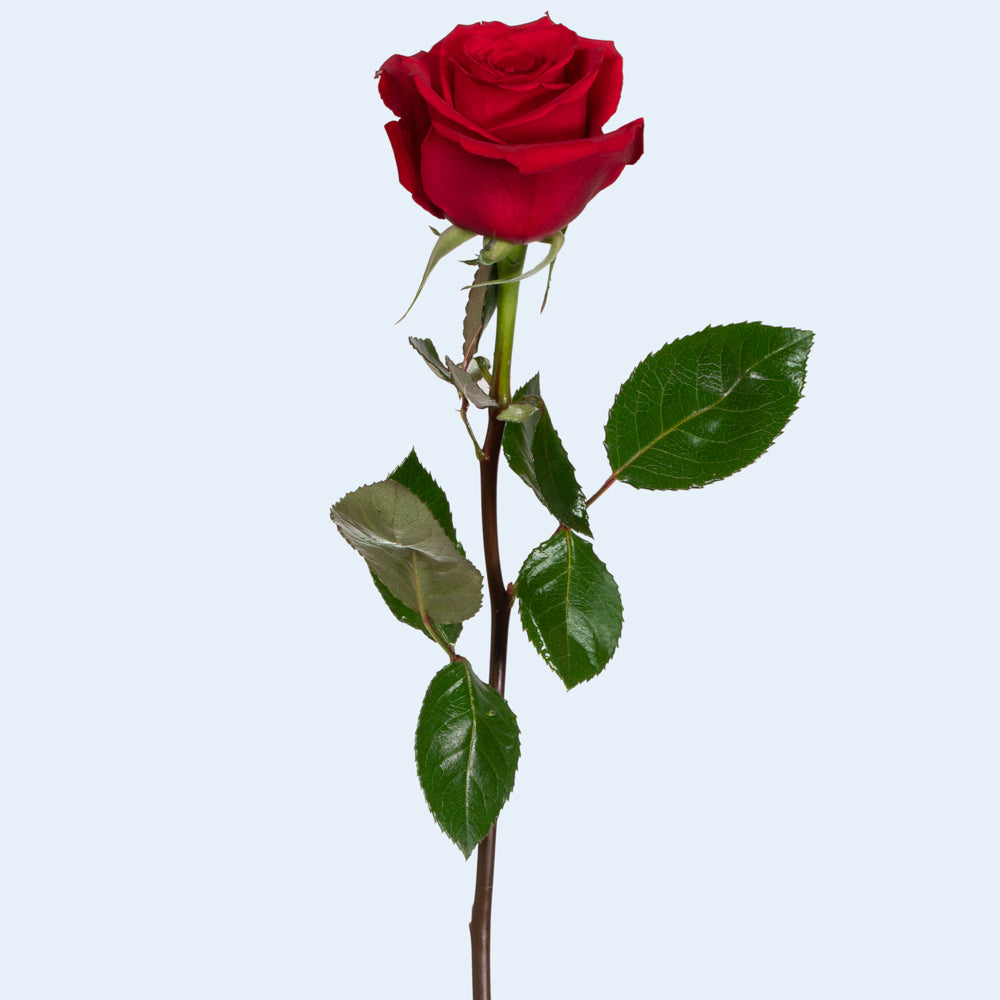Red Roses