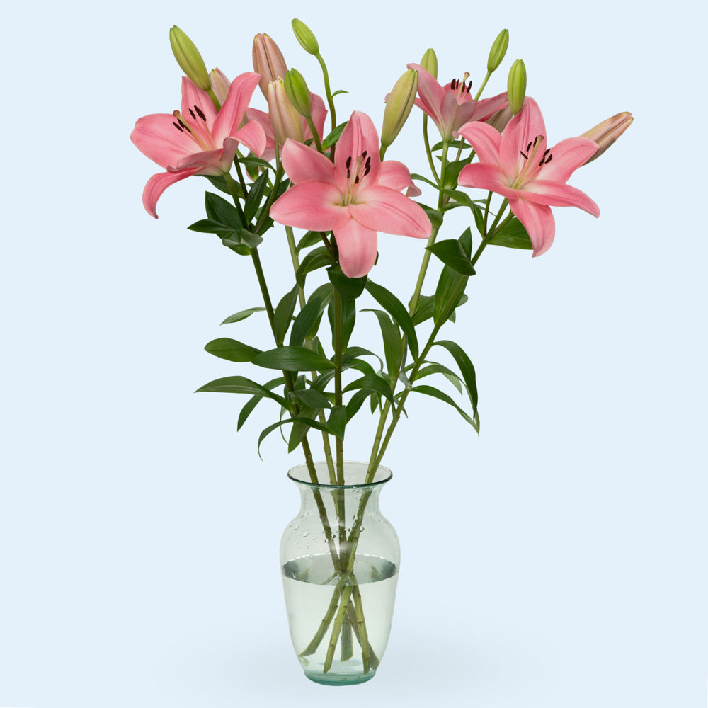 Oriental Lilies