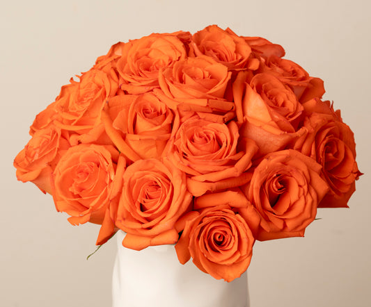 Orange Roses