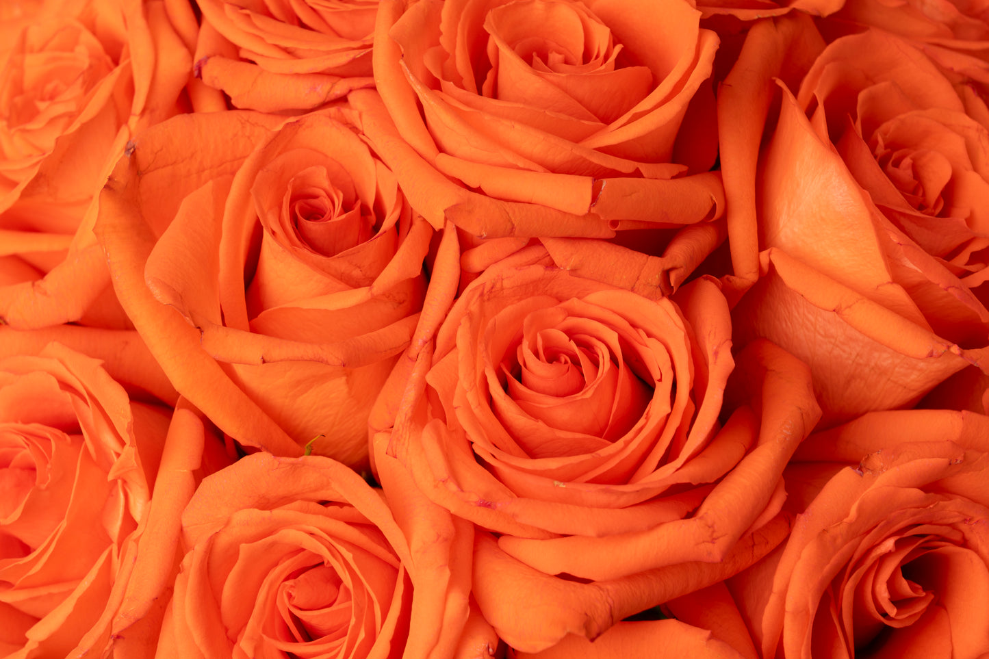 Orange Roses