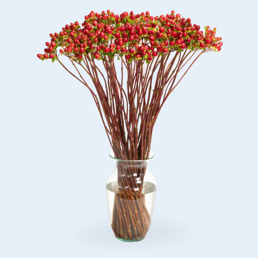 Hypericum Red