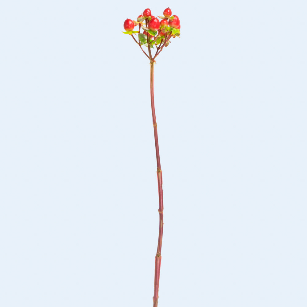 Hypericum Red