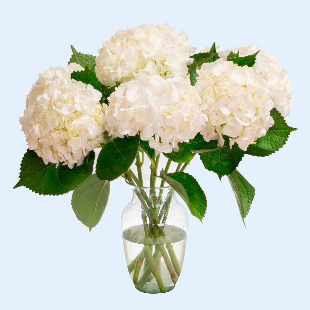 Hydrangea White