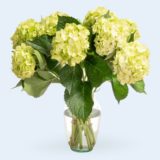 Hydrangea Green