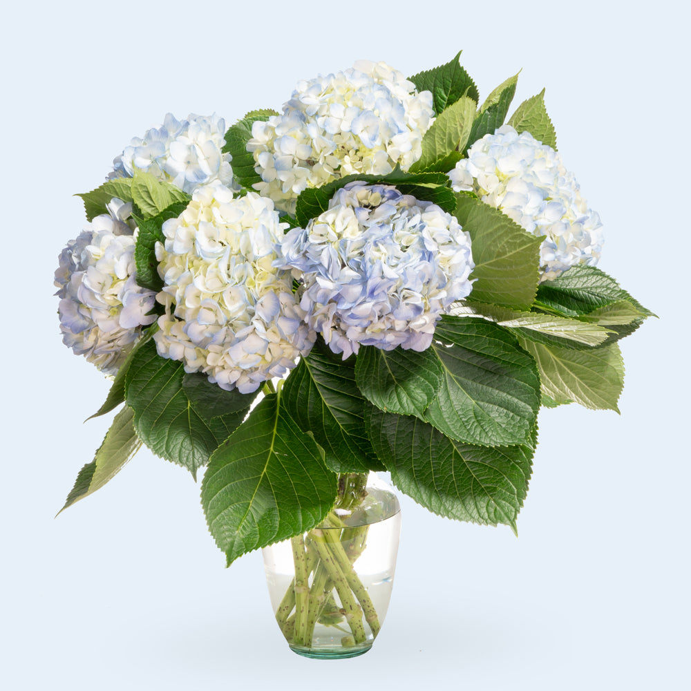 Hydrangea Blue