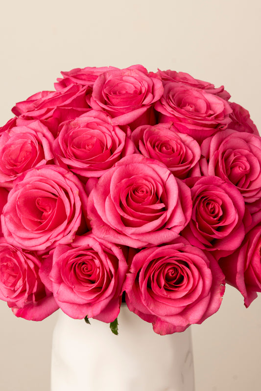 Hot Pink Roses