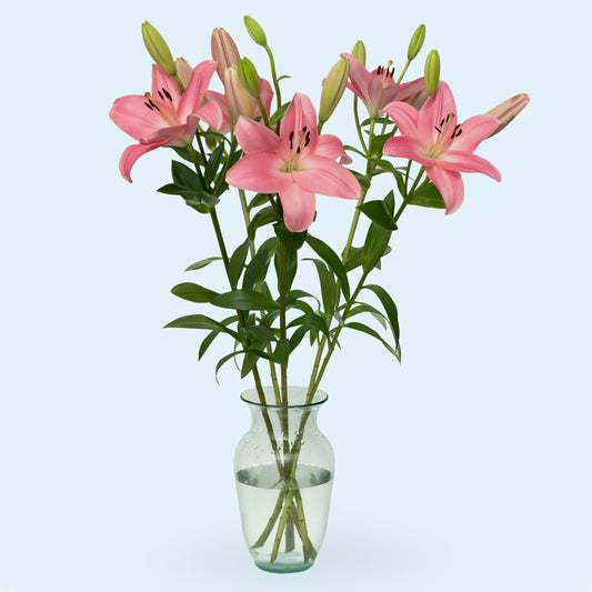 Light Pink Oriental Lilies