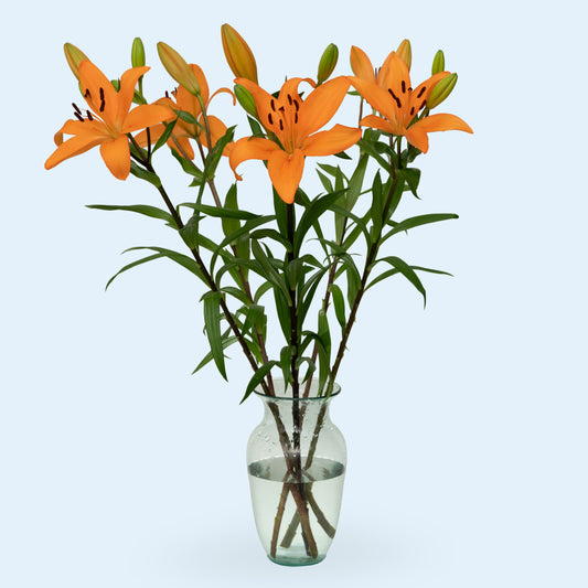 Orange Oriental Lilies