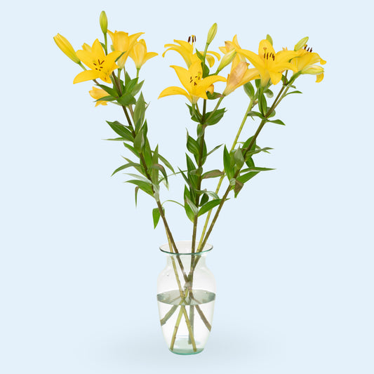 Yellow Oriental Lily