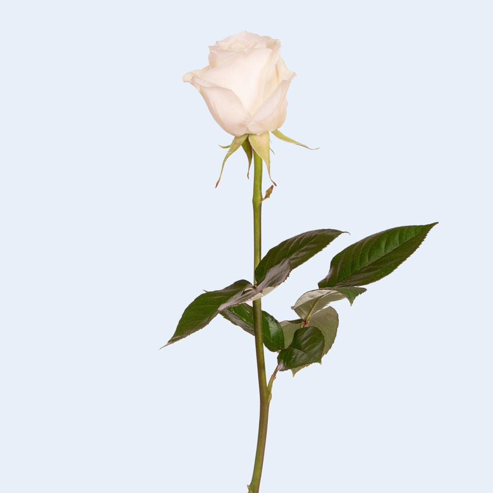 White Roses