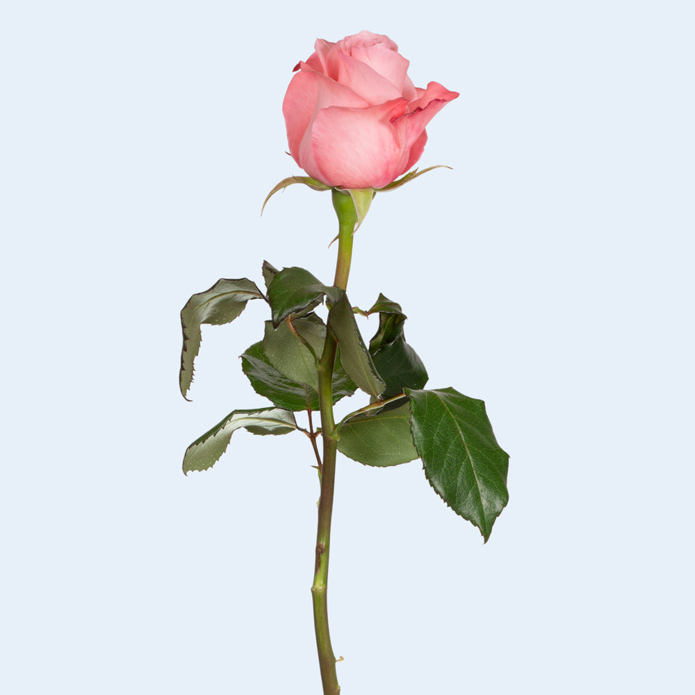 Light Pink Roses