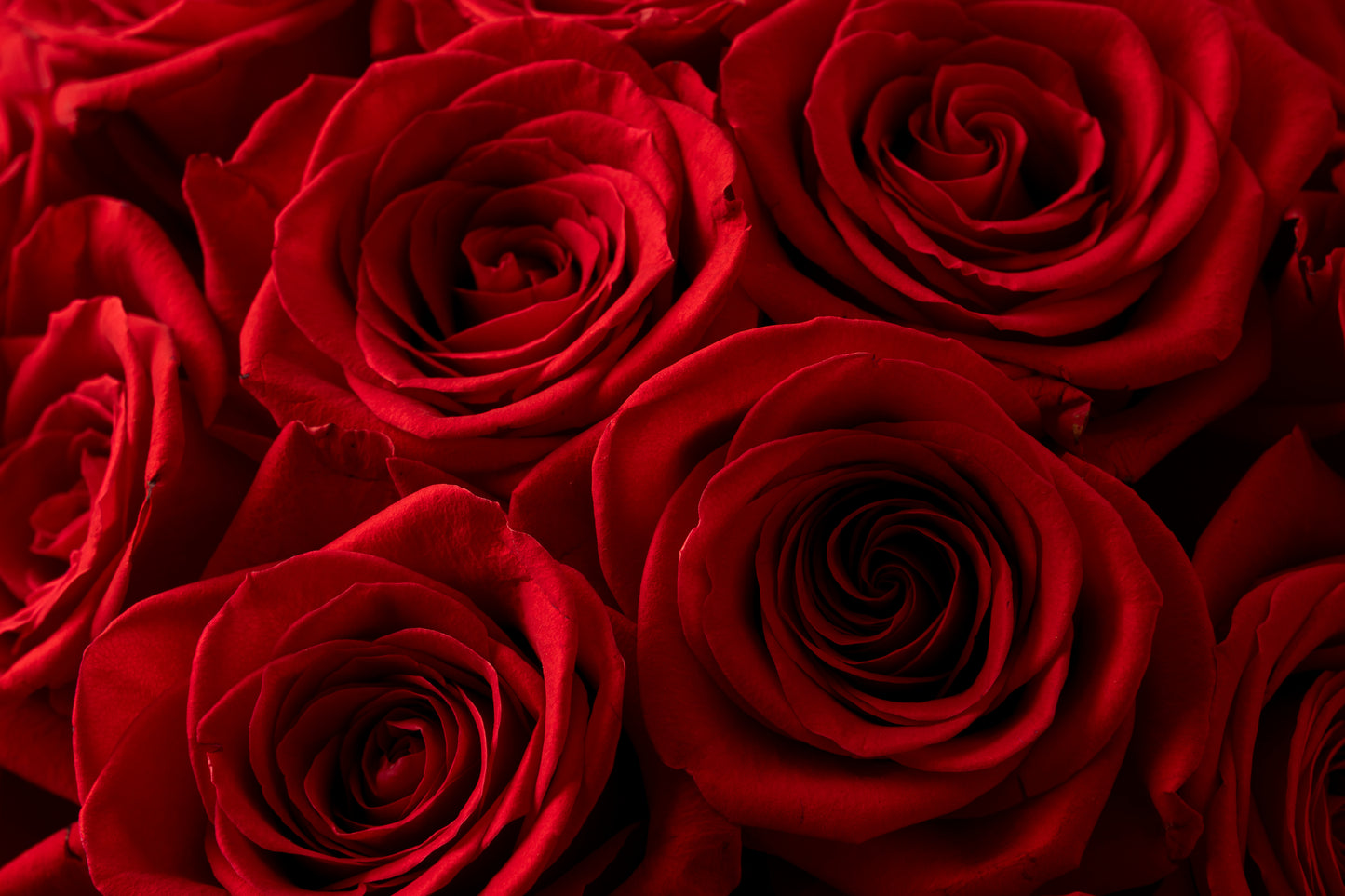 Red Roses